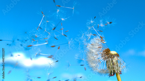 CLOSE UP: Scenic shot of a fluffy dandelion flower seeds flying in the breeze.