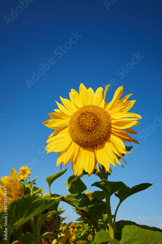 Bilde på lerret bright yellow sunflower bud in a field against a clear blue sky