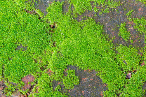 green moss weed on moss on pathway.