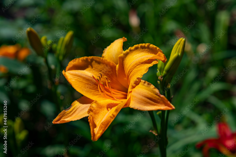 Fototapeta premium Liliowiec