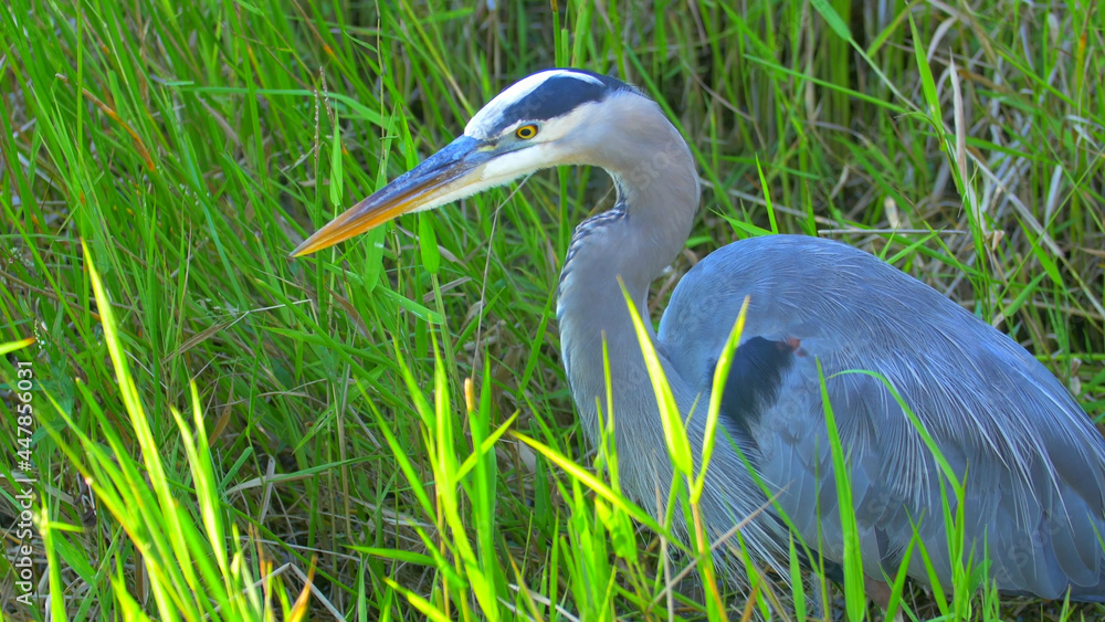 A portraiture image of a great blue heron by the . A portraiture image of a great blue heron by the .
