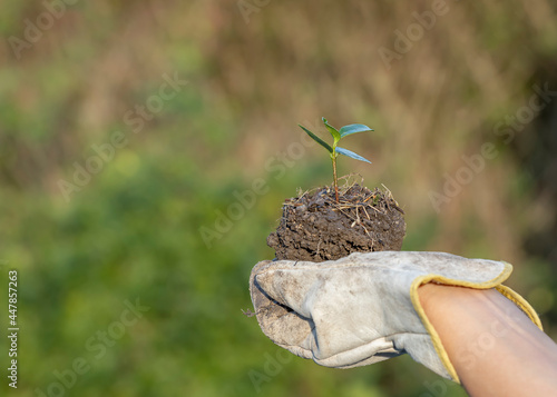 Eine Jungpflanze mit Wurzeln und Erde in einer Hand.