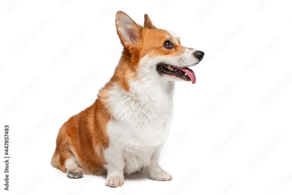 Funny fluffy young Pembroke Welsh Corgi puppy with pink tongue out sits posing for camera on white background close view