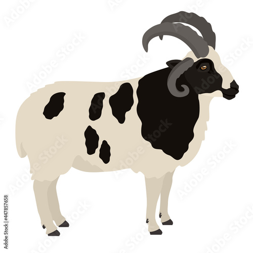 Jacob sheep Ram Farm animals Flat vector illustration Isolated object