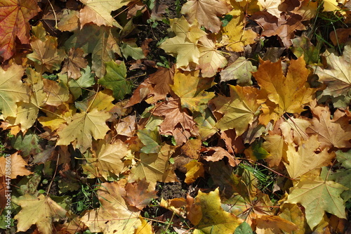 Vibrant fallen leaves of maple on the ground in mid October