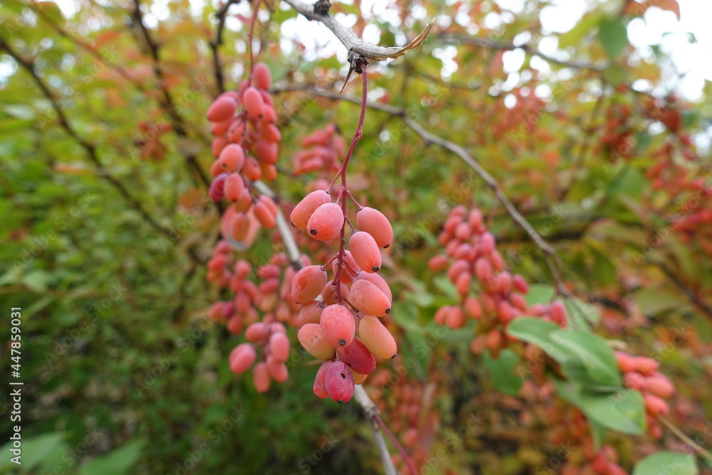 Unripe berries of Berberis vulgaris in September