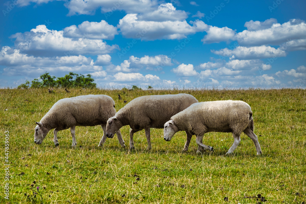Three grazing sheep on a dike by the North Sea under a blue and white sky Three grazing sheep on a dike by the North Sea under a blue and white sky
