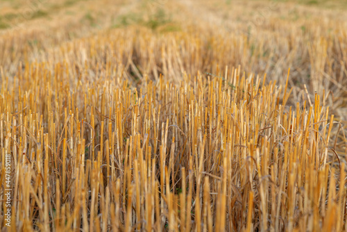Close up of yellow field after harvesting. Harvested wheat field with remaining plant stubble. Selective focus