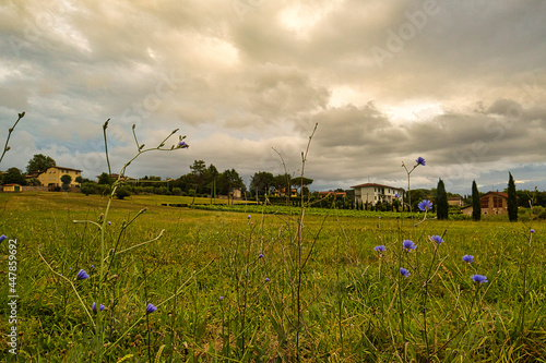 field of flowers