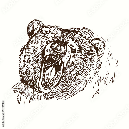Bear growling muzzle close up detail portrait. Ink black and white doodle drawing in woodcut style.