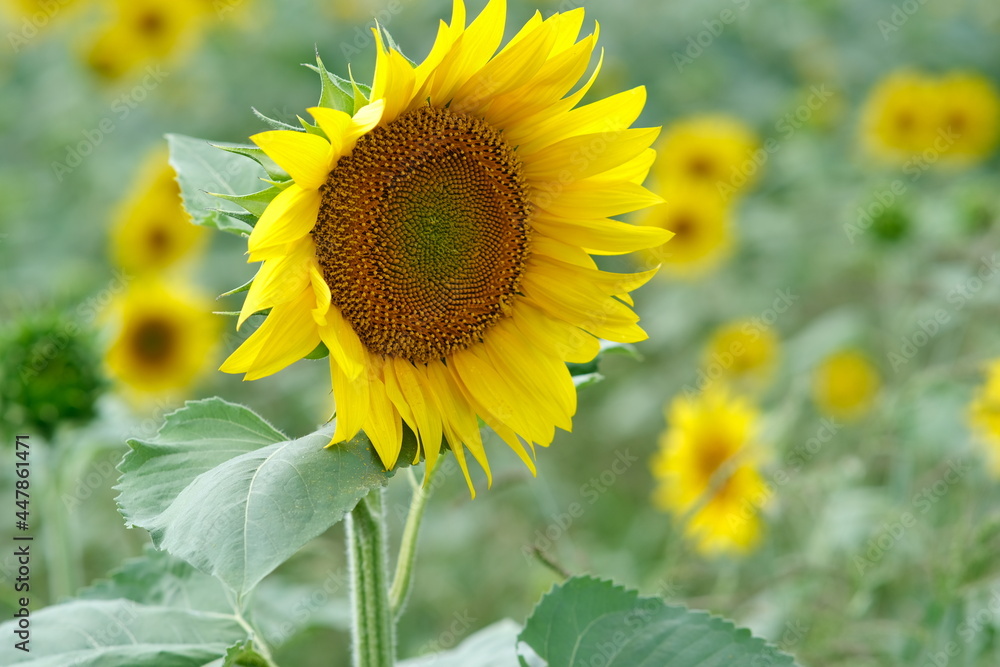 Sunflower close-up. Flower field of sunflowers. Agriculture and industrial cultivation of sunflower.