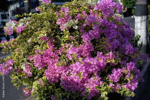 Wallpaper Mural Ornamental plants that are deliberately planted on the roadside with purple flowers thrive and become more beautiful when exposed to sunlight. Torontodigital.ca