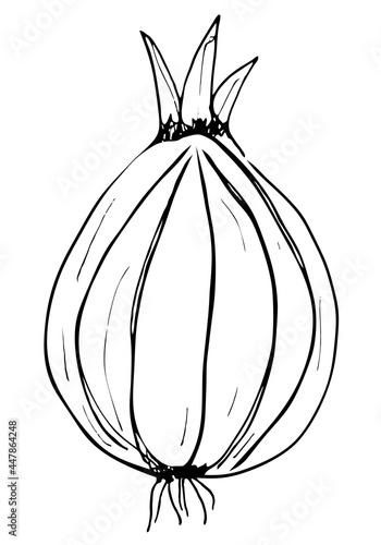 Outline onion illustration on a white background. Traced hand-drown illustration. Black and white contour drawing for a coloring book. Ingredient for cooking