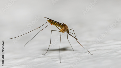 фотографія Closeup of common house mosquito profile on white background