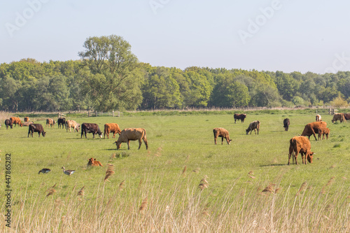Agricultural grazing land landscape. Free range cattle on grass UK © Ian Dyball