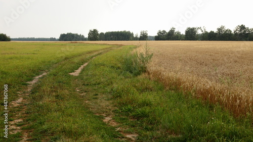Beautiful dirt road on the green yellow field  West Russian agricultural natural landscape