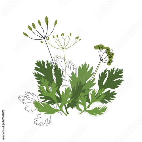 Dill and coriander seasoning on a white background, spices, herbs. Cultivation of useful and natural plants without harmful fertilizers. Manual drawing of a flat vector illustration.