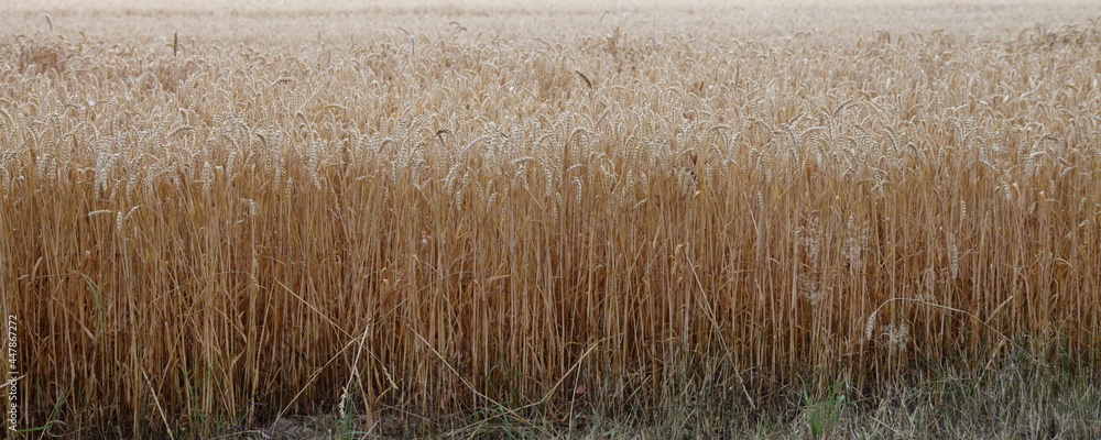 Endless wheat field with yellow ripe oat ears at summer day against a gray sky on the horizon, European rural agriculture landscape cereals harvest, country life natural panoramic view