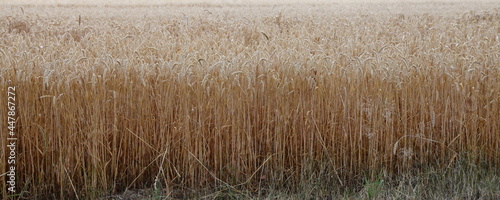 Obraz na płótnie Endless wheat field with yellow ripe oat ears at summer day against a gray sky on the horizon, European rural agriculture landscape cereals harvest, country life natural panoramic view w salonie