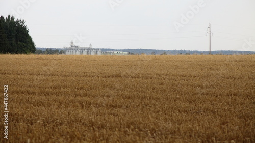 Farm elevator buildings on horizon against a endless wheat field with yellow ripe wheat ears at summer day , European rural agriculture landscape cereals harvest, country life natural panoramic view