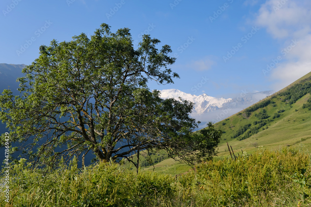 Obraz premium View of a tree in Genaldon river gorge and Caucasus Mountains on sunny summer day. North Ossetia–Alania, Caucasus, Russia.