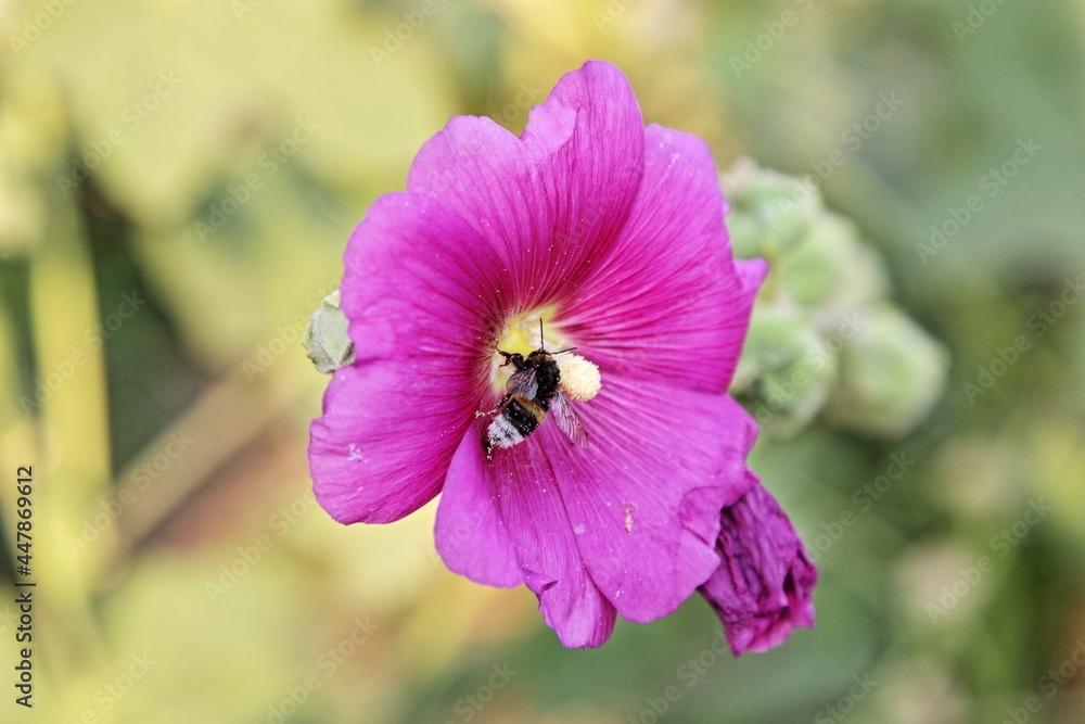 Striped bumblebee on pink petunia flower closeup on green leaves background at summer day Striped bumblebee on pink petunia flower closeup on green leaves background at summer day