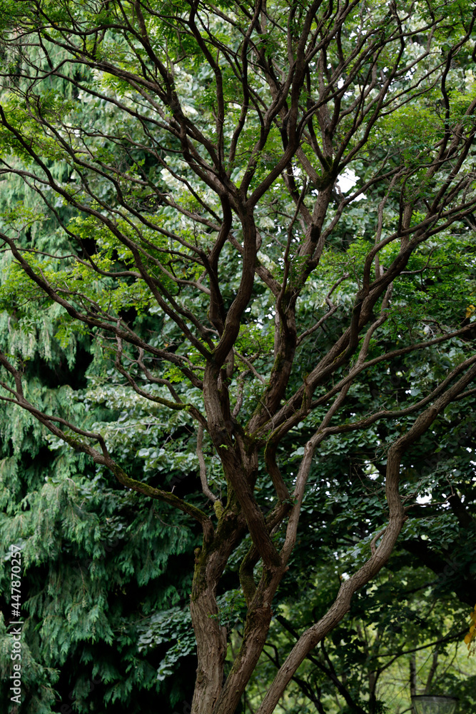 Forest in the evening