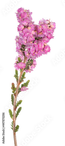 calluna flower isolated