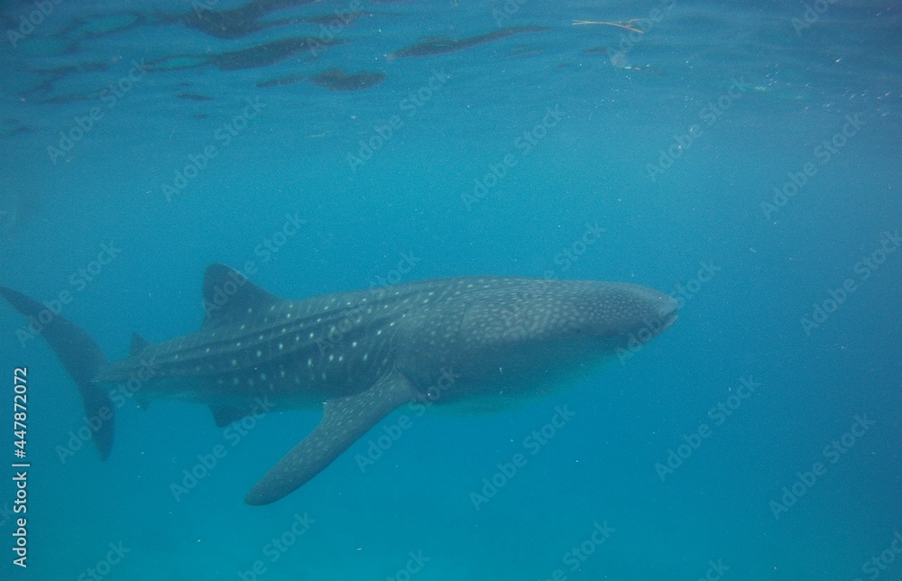 Fototapeta premium whale under the water