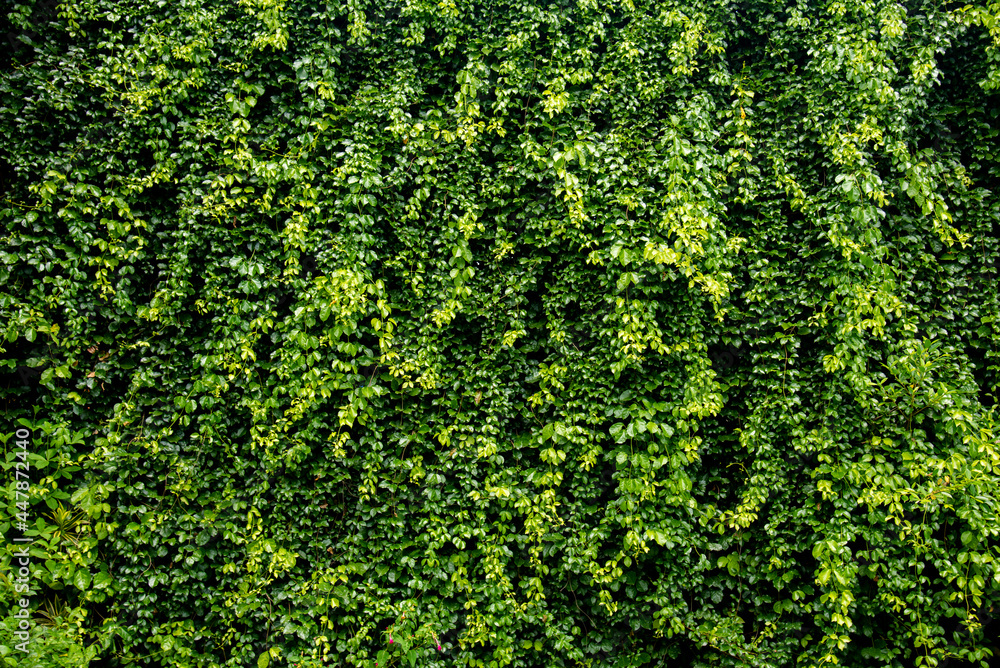 green leaves cat's claw creeper covered on fence wall background