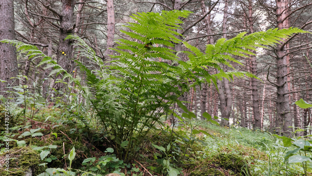 Fern in the forest. Kabardino-Balkaria, Caucasus, Russia.