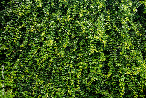 Fototapeta Naklejka Na Ścianę i Meble -  green leaves cat's claw creeper covered on fence wall background
