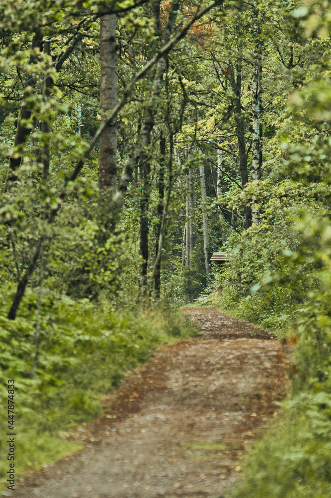 Obraz premium path in the woods