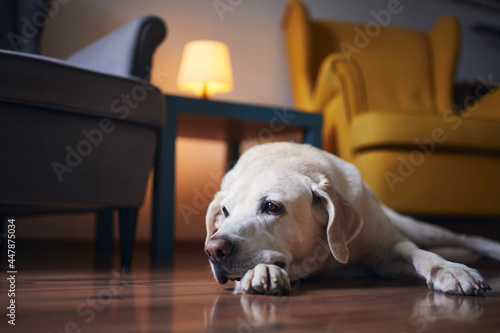 Tired dog waiting at home. Senior labrador lying down against chairs in living room.. © Chalabala