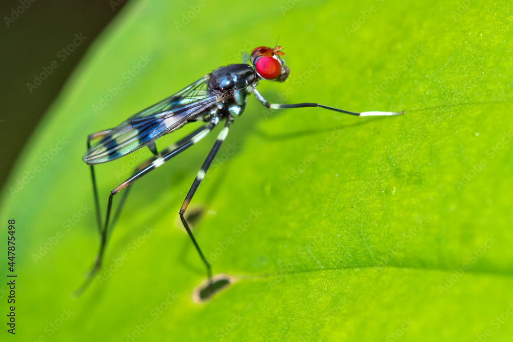 Tropical Fly, Diptera, Tropical Rainforest, Marino Ballena National Park, Uvita de Osa, Puntarenas, Costa Rica, Central America, America Tropical Fly, Diptera, Tropical Rainforest, Marino Ballena National Park, Uvita de Osa, Puntarenas, Costa Rica, Central America, America