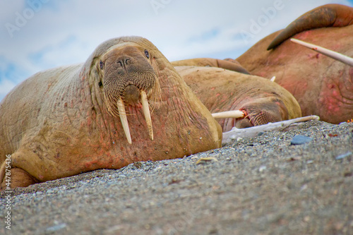 Resting Walrus on the Beach, Odobenus rosmarus, Arctic, Svalbard, Norway, Europe