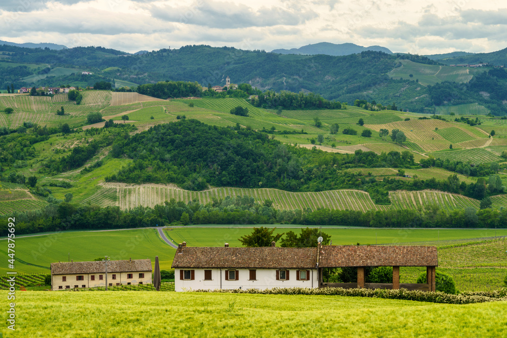 Naklejka premium Vineyards in Oltrepo Pavese, italy, at springtime