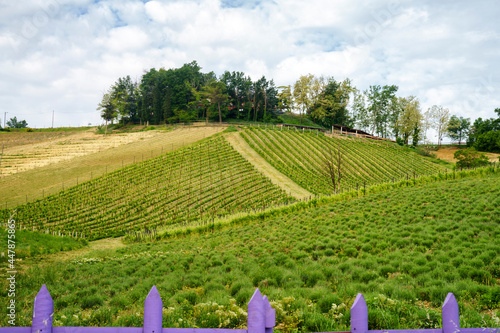 Lavender and vineyards near Godiasco, Pavia, Italy photo