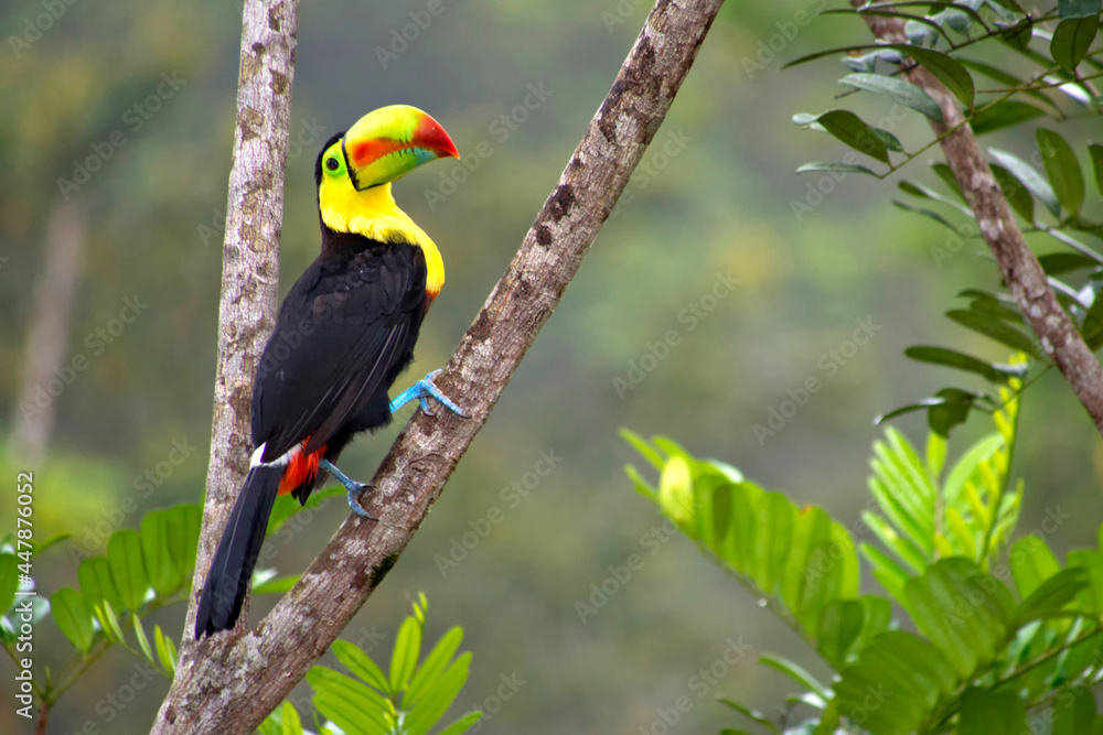 Fototapeta premium Keel-billed Toucan, Sulfur-breasted Toucan, Rainbow-billed Toucan, Ramphastos sulfuratus, Tropical Rainforest, Costa Rica, Central America, America