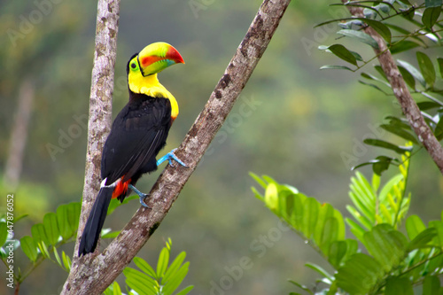 Keel-billed Toucan  Sulfur-breasted Toucan  Rainbow-billed Toucan  Ramphastos sulfuratus  Tropical Rainforest  Costa Rica  Central America  America