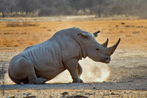 White Rhinoceros  Ceratotherium simum  Square-lipped Rhinoceros  Khama Rhino Sanctuary  Botswana  Africa