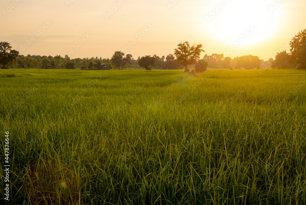 Rice field in morning, Thailand.