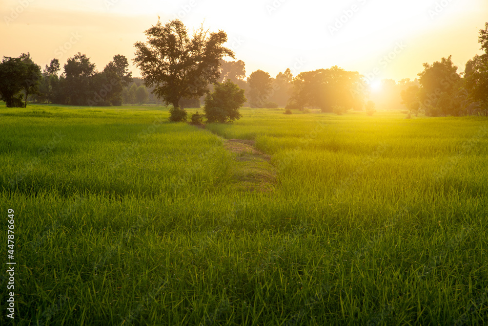 Obraz premium Rice field in morning, Thailand.
