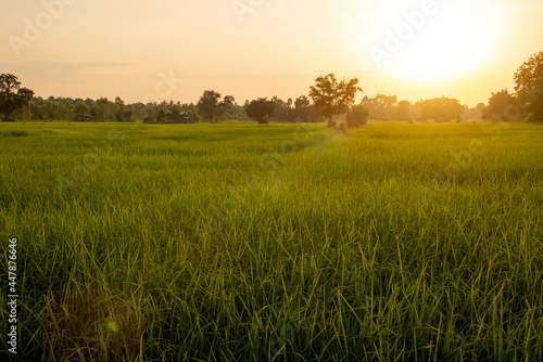 Rice field in morning  Thailand.