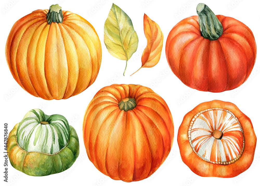Pumpkins and leaves on an isolated white background, watercolor illustration, harvest of vegetables