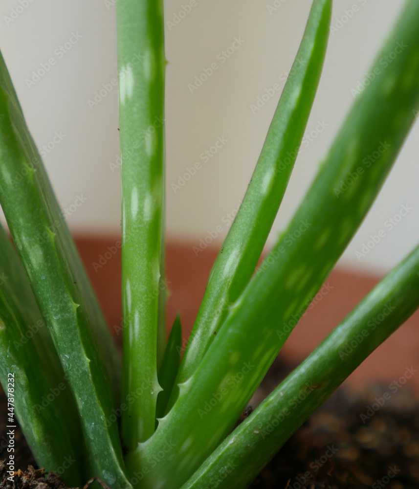 Fototapeta premium growing aloe vera plant at home, aloe vera plant in pot,