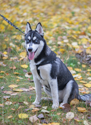 Beautiful siberian husky dog with blue eyes