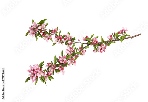 Beautiful sakura tree branch isolated on white