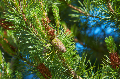 Monterey Pine Tree (Pinus radiata) in a Woodland Landscape in Avoca Garden, Ireland