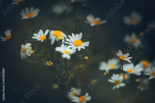 Beautiful white wild fragrant daisies bloom among dark grasses on a twilight summer foggy morning. Nature.